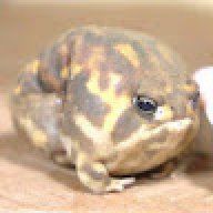 Bambú