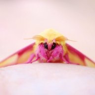 MissingMoth
