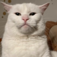 Yonboi