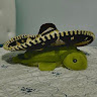 Caesito