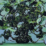 mrkorse