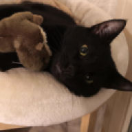 meowmeowmeow