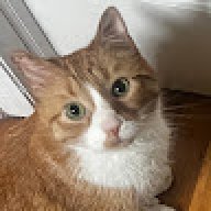 Zorfi