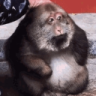 MONOluche