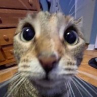 Moki