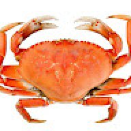 mrkrabs4ever