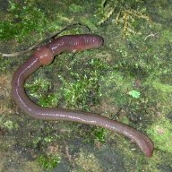 themightyworm