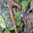 Yoda's_Stick
