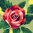 Thiagoelpro194728