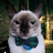 ballingcat45