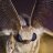 AsherTheMoth