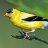 the_golden_finch