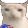 Verycat Adventure